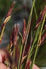 Hypodiscus alboaristatus