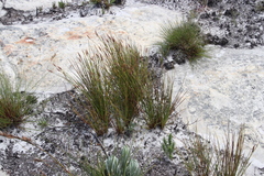 Hypodiscus alboaristatus