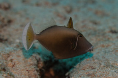 Sufflamen chrysopterum
