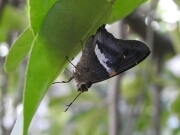 Aguna asander asander