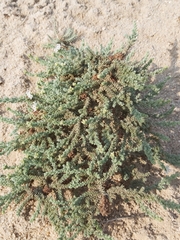 Herniaria hemistemon