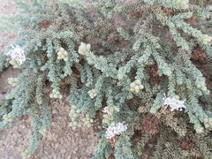 Herniaria hemistemon