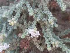 Herniaria hemistemon