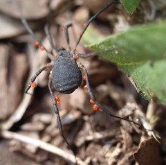 Eumesosoma