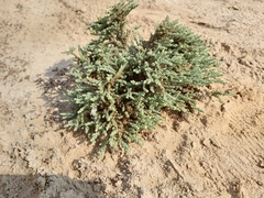 Herniaria hemistemon