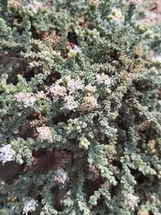 Herniaria hemistemon