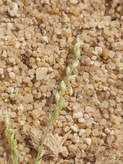 Panicum turgidum