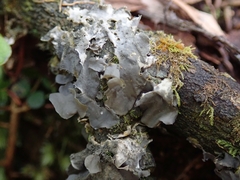 Leptogium denticulatum