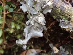 Leptogium denticulatum