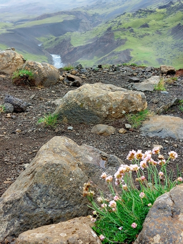 trávnička prímorská (Armeria maritima)