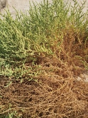 Suaeda aegyptiaca