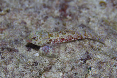 Synchiropus morrisoni