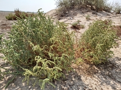 Suaeda aegyptiaca