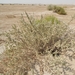 Salt Tree - Photo (c) Mohammad Marafi, some rights reserved (CC BY-NC), uploaded by Mohammad Marafi