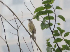 Pycnonotus sinensis