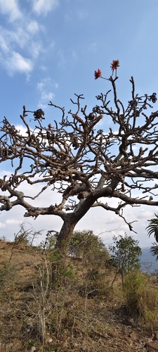 Erythrina latissima, photograph 2