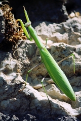 Mantis religiosa