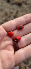 Erythrina latissima, photograph (c) Benjamin Fredlund, some rights reserved (CC BY)