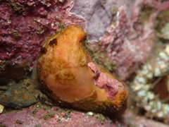 Stolidobranchia