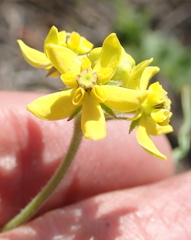 Aspidonepsis diploglossa