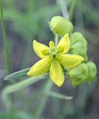 Aspidonepsis diploglossa