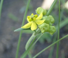 Aspidonepsis diploglossa