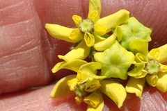 Aspidonepsis diploglossa