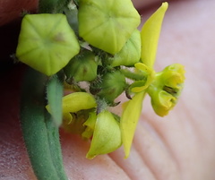 Aspidonepsis diploglossa