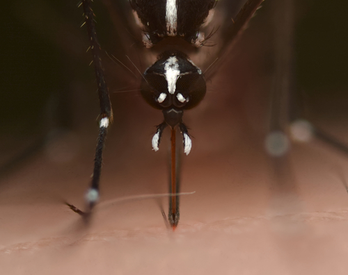 Asian tiger mosquito