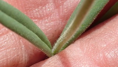 Aspidonepsis diploglossa