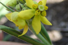 Aspidonepsis diploglossa