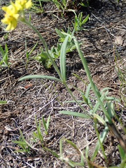 Aspidonepsis diploglossa