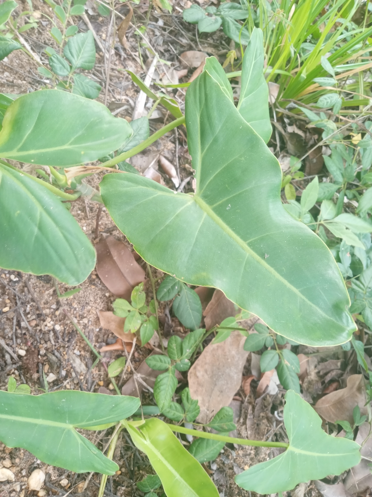 Philodendron quinquenervium
