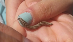 Ommatoiulus lusitanus