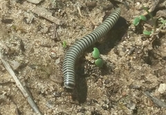 Ommatoiulus lusitanus