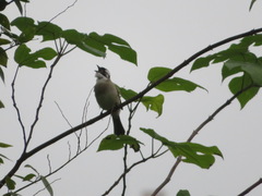 Pycnonotus sinensis