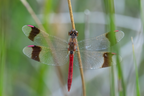 Banded Darter, Uden, Netherlands, photo 8 of 10