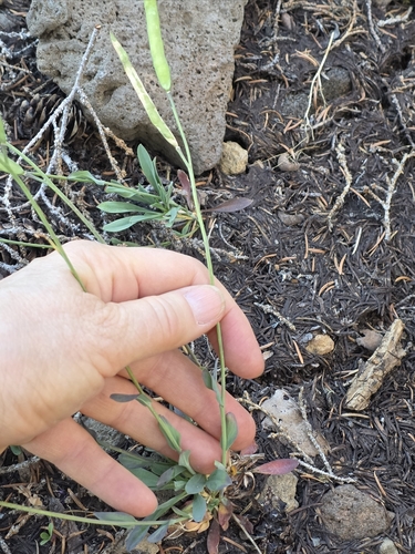 Howell's rockcress (Boechera howellii)
