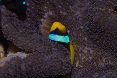 Amphiprion chrysopterus