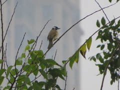 Pycnonotus sinensis