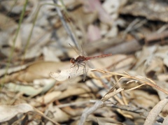 Diplacodes bipunctata