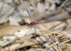 Diplacodes bipunctata