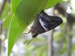 Aguna asander asander