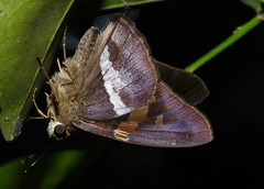 Aguna asander asander