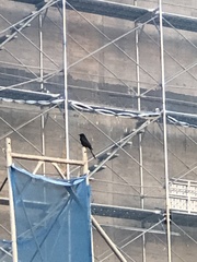 Dicrurus macrocercus