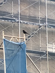 Dicrurus macrocercus