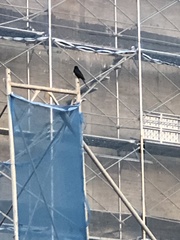 Dicrurus macrocercus