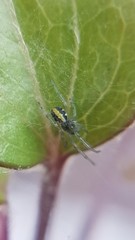 Zygiellinae