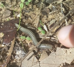 Ommatoiulus lusitanus