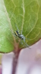 Zygiellinae